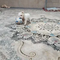 سگ باهوش نژاد شیتزو