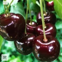 تولیــدوتوزیــع نــهال با کیفت عالی ضمانتی