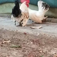 یک ست جاپنیز لمون