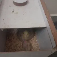 عروس هلندی|پرنده|تبریز, |دیوار