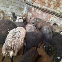 بره میش بز بزغاله|حیوانات مزرعه|محمدیه-قزوین, |دیوار