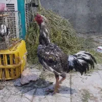 دوعدد خروس لاری اصیل