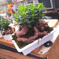 گل میخک بنسایی|گل و گیاه طبیعی|مشهد, امیر المومنین|دیوار