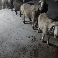 شیشک‌میش