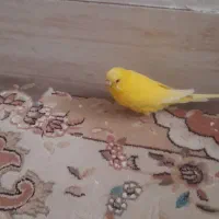 مرغ عشق ماده|پرنده|شاهرود, |دیوار