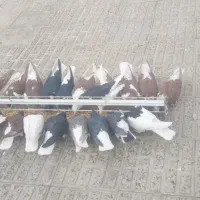 سیاهپوش|پرنده|قزوین, |دیوار