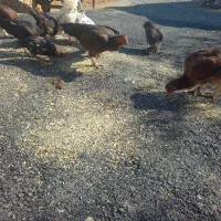 مرغ لاری ودورگه گلین|حیوانات مزرعه|حسین آباد, |دیوار