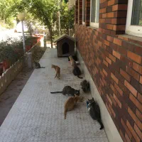 سرایداری کرج چهارباغ گلستان۳