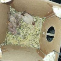 ۱۲ جفت فنچ نرگسی شکلاتی مولد همه