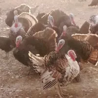 بوقلمون نر و ماده