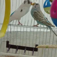 فروش پرندع ب صورت یکجا و جفتی همگی خانگی هستن|پرنده|سقز, |دیوار