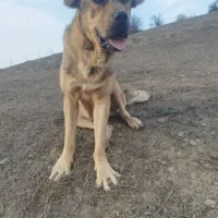 سگ میکس سراب ،پژدر،خالص ۱۳ماه|سگ|رحیم‌آباد, |دیوار