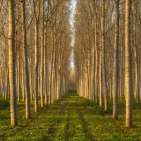 فروش نهال صنوبر اصلاح شده مناسب زراعت چوب