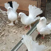 کبوتر دم چتری کردن لرزون نژاد انگلیسی