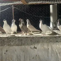 فروش کبوتر هوایی دونه ای ۵۰۰هزارتومان|پرنده|شیراز, شهرک مهرگان|دیوار