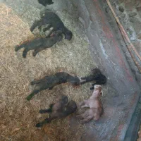 دونی شش  سیصد