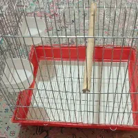 قفس عروس هلندی طوطی برزیلی