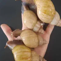 حلزون آچاتینا. کلاژن ساز