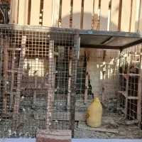 گنجه اهنی|لوازم جانبی حیوانات|شیراز, جوادیه|دیوار