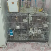 پرنده عروس و برزیلی