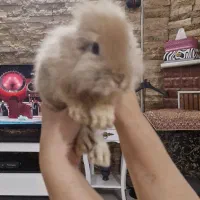 خرگوش بانمک