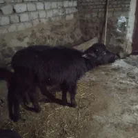 گاومیش درجه 1جنس اهوازی|حیوانات مزرعه|مهاباد (آذربایجان غربی), |دیوار