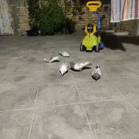 کفتر رنگی و پلاکی|پرنده|داراب, |دیوار