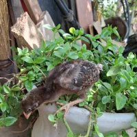 جوجه لاری اوشامو افغان