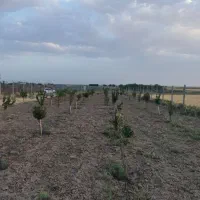 زمین کشاورزی