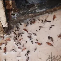 سمپاشی ساس سوسک تمام حشرات 100درصدتضمینی تمام نقاط|خدمات نظافت|مشهد, کوی سیدی|دیوار
