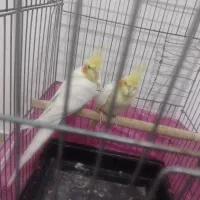 یک جفت عروس هلندی صددرصد مولد تضمینی 4 تخم|پرنده|بومهن, |دیوار