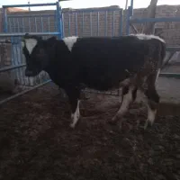 تلیسه|حیوانات مزرعه|فیروزه, |دیوار