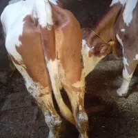 گاو مونت بیلیارد دو دندان