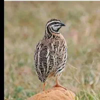 بلدر چین کوهی گم شده