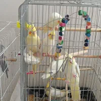 عروس  هلندی  جوجه ۳ماهه