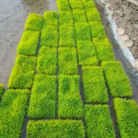بذر شالی طارم هاشمی