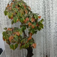 درختچه دکوری|گل مصنوعی|اراک, |دیوار