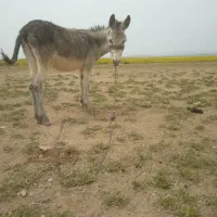 یک کره نر گله ای فروشی