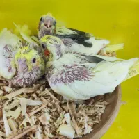 جوجه عروس سرلاکی راهب گرینچیک کوتوله|پرنده|قم, شهرک قدس|دیوار