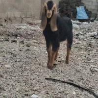 کهره نر جوخور