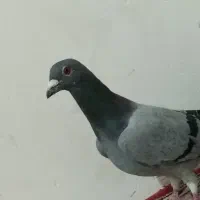 جفت سبز نر|پرنده|زابل, |دیوار