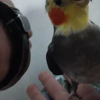 پرنده گمشده|حیوانات|کرمانشاه, |دیوار