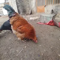 تخم مرغ بومی تازه برای فروش