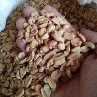 بادوم زمینی پوست کنده کیلو ۷۹