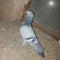 کفتر سبز کبوتر کیلومتری مسافتی ضمانتی