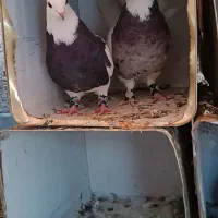 طوقی روزگاری|پرنده|لردگان, |دیوار