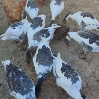 غاز‌محلی‌ارگانیک‌بادوعدد‌بوقلمون‌نر|حیوانات مزرعه|بشاریات, |دیوار