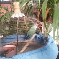 طوطی کوتوله برزیلی