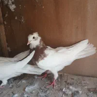 کلفه|پرنده|ثمرین, |دیوار