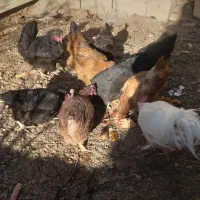 فروش مرغ وخروس|حیوانات مزرعه|چادگان, |دیوار